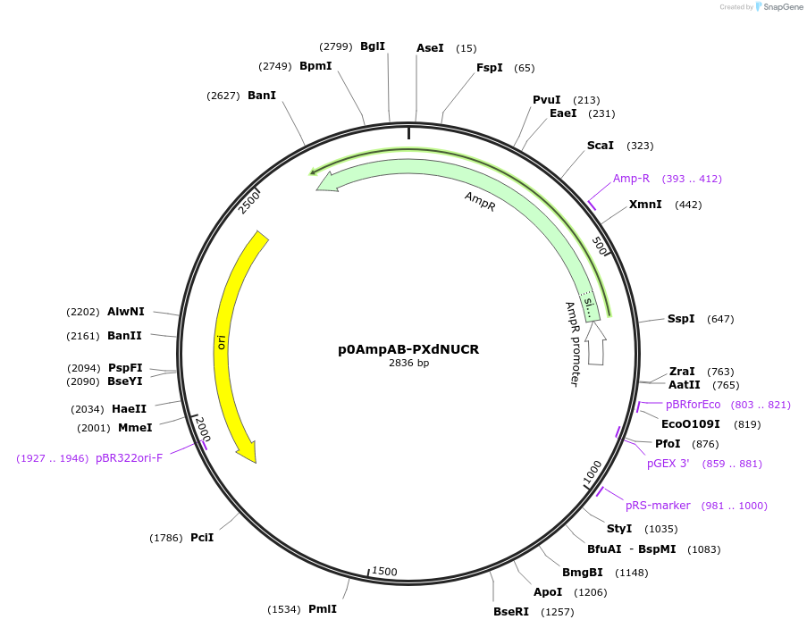 237258-plasmid-map-sequence-id-472728