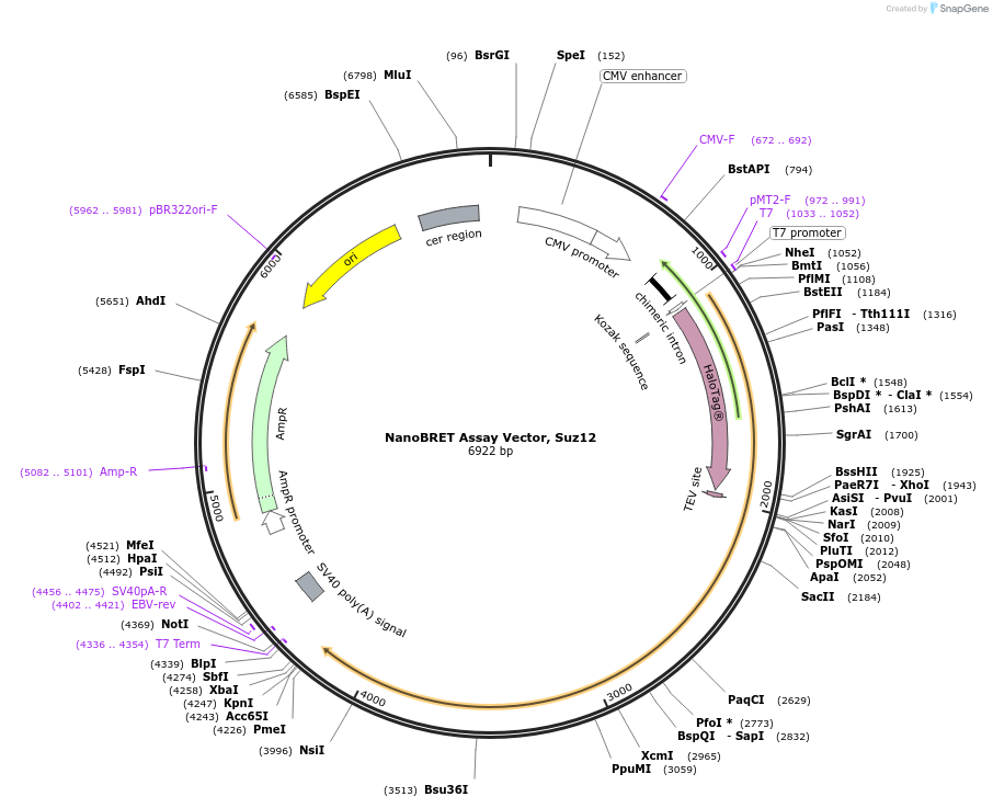 236933-plasmid-map-sequence-id-472735