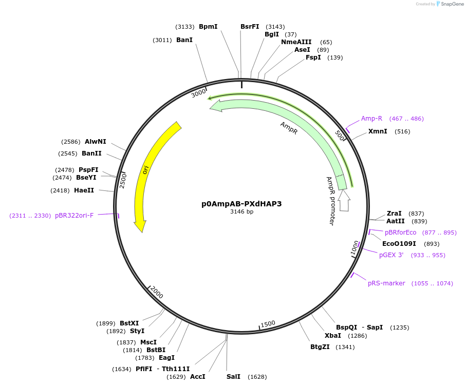 237265-plasmid-map-sequence-id-472741