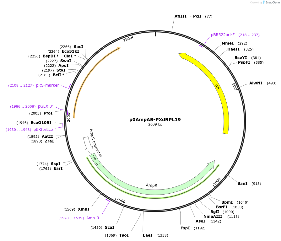 237260-plasmid-map-sequence-id-472746