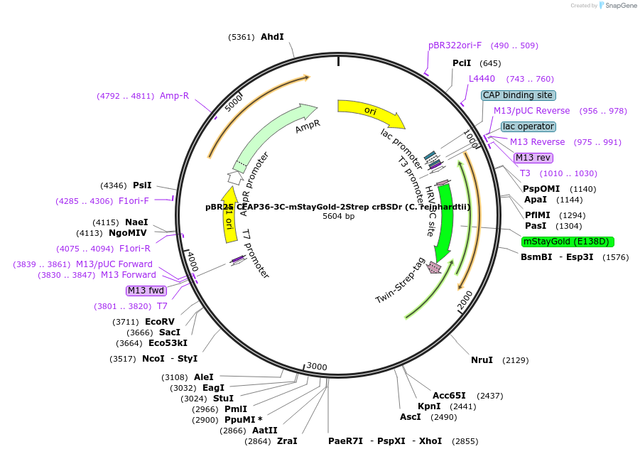 238226-plasmid-map-sequence-id-472772