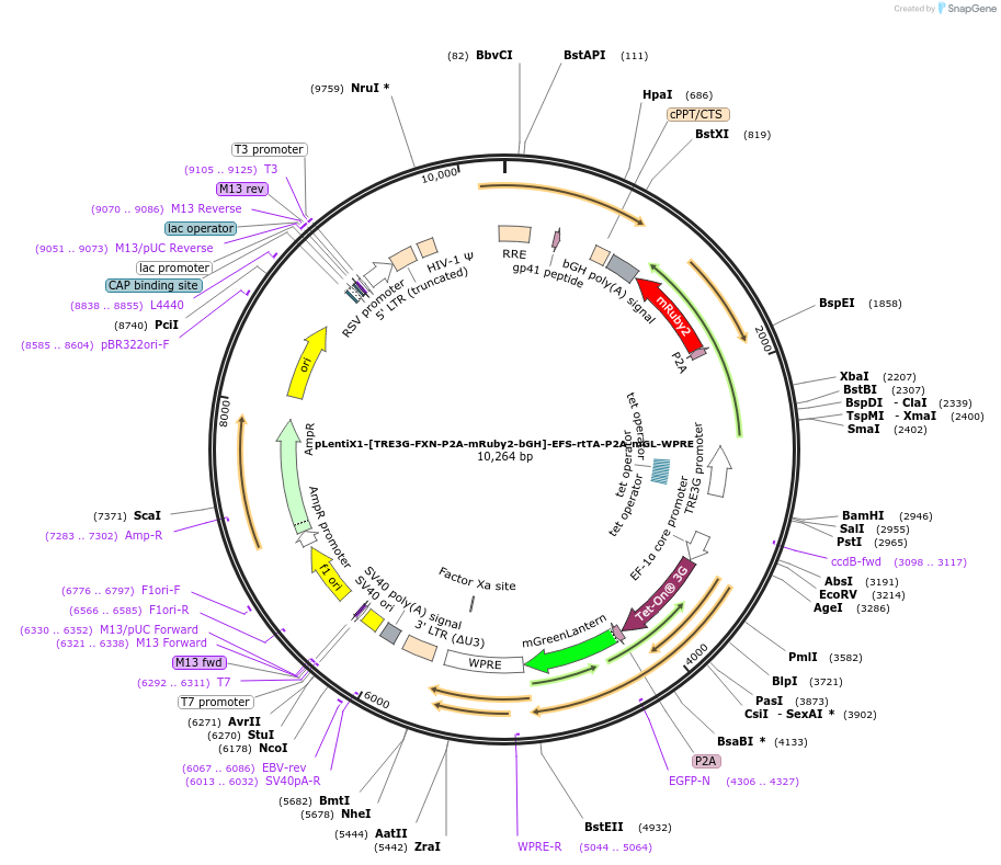 235303-plasmid-map-sequence-id-472782