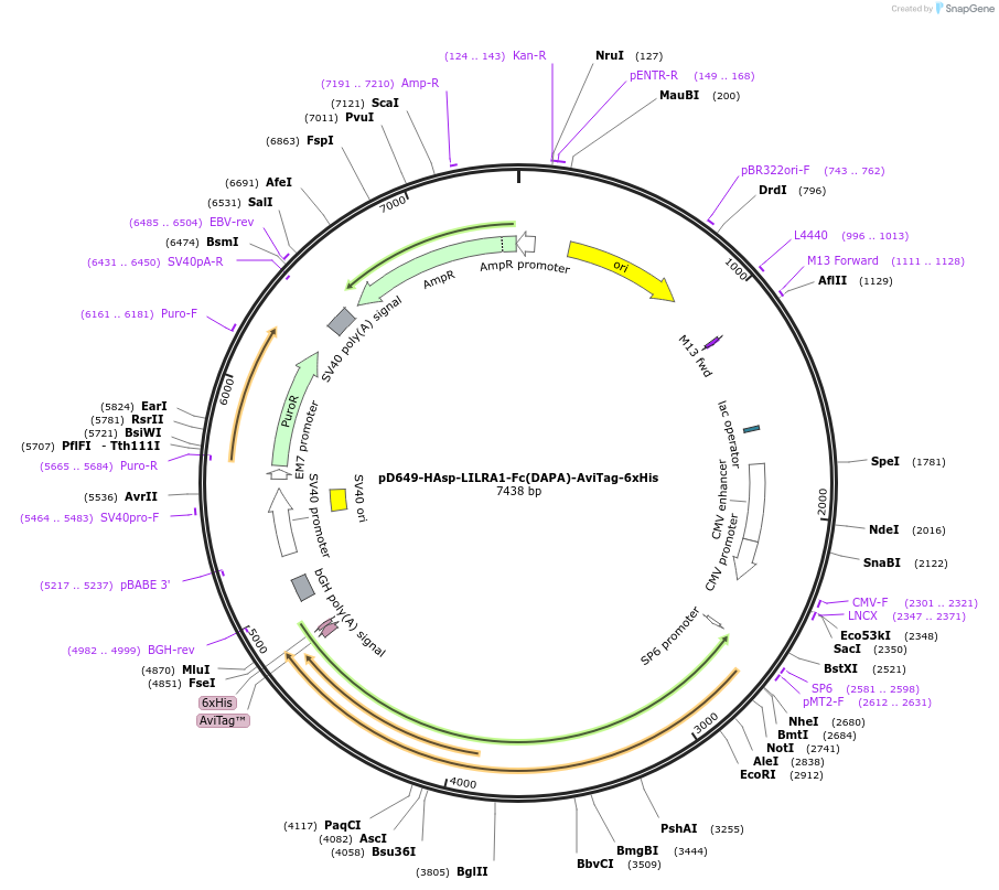 156866-plasmid-map-sequence-id-472803