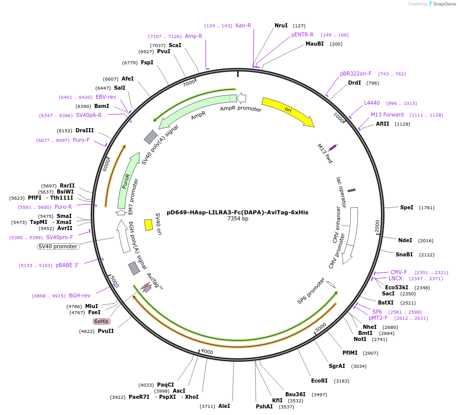 156846-plasmid-map-sequence-id-472810