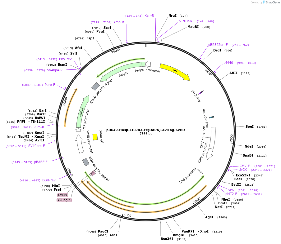 156848-plasmid-map-sequence-id-472811