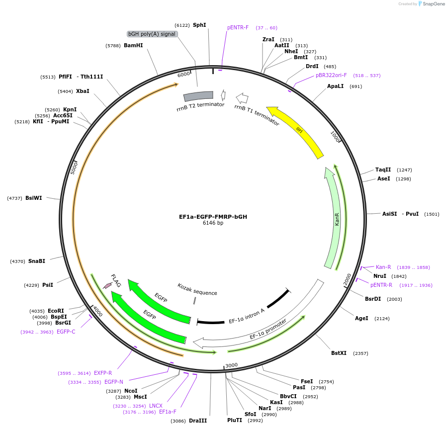 235265-plasmid-map-sequence-id-472815