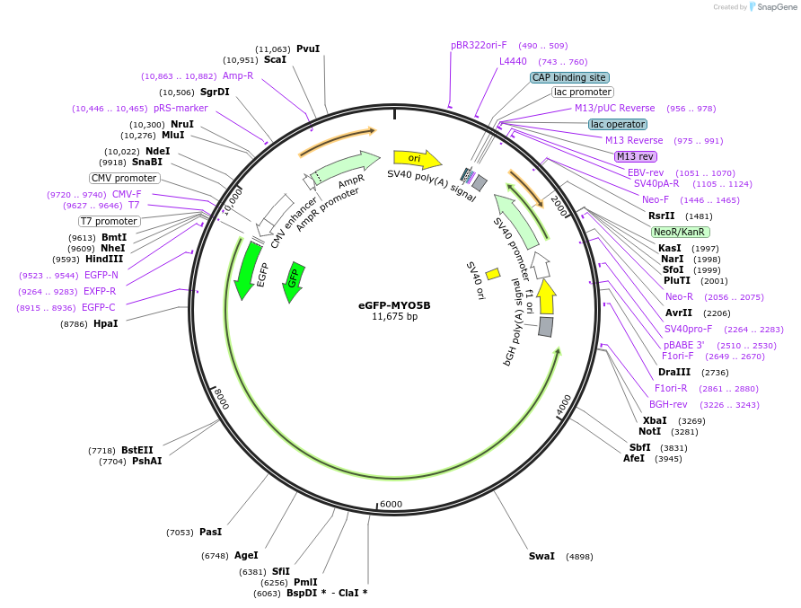 239265-plasmid-map-sequence-id-472818