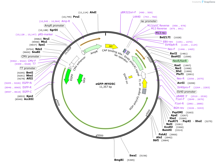 239278-plasmid-map-sequence-id-472819