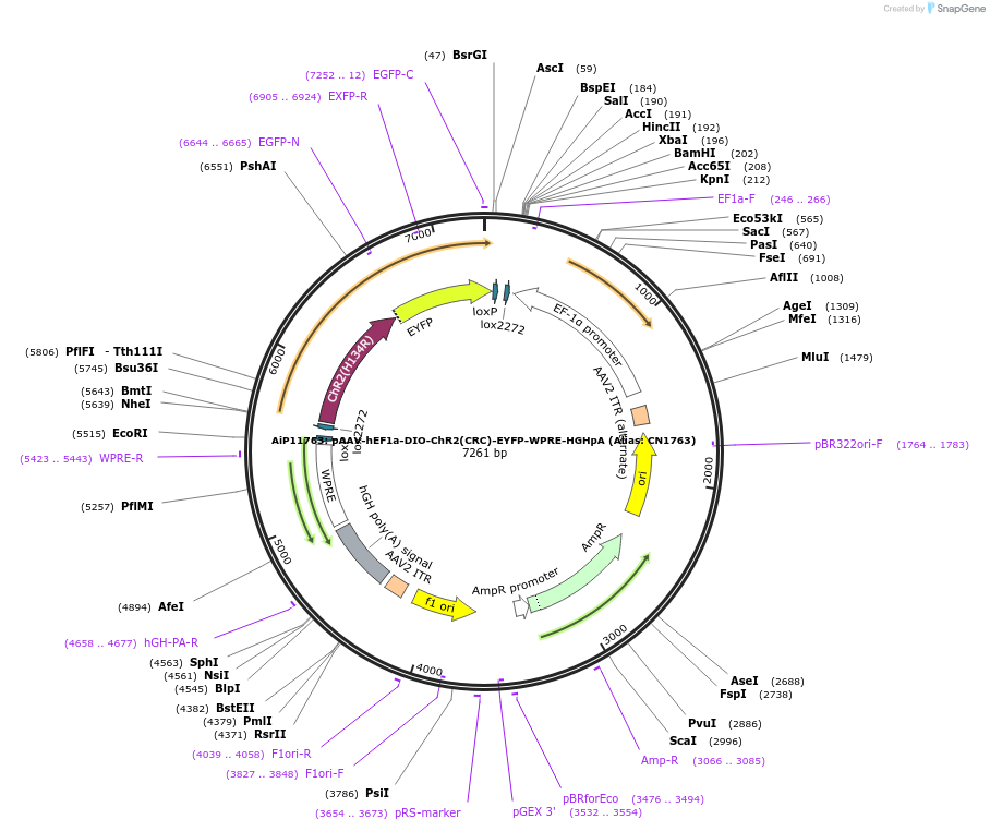 236602-plasmid-map-sequence-id-472832