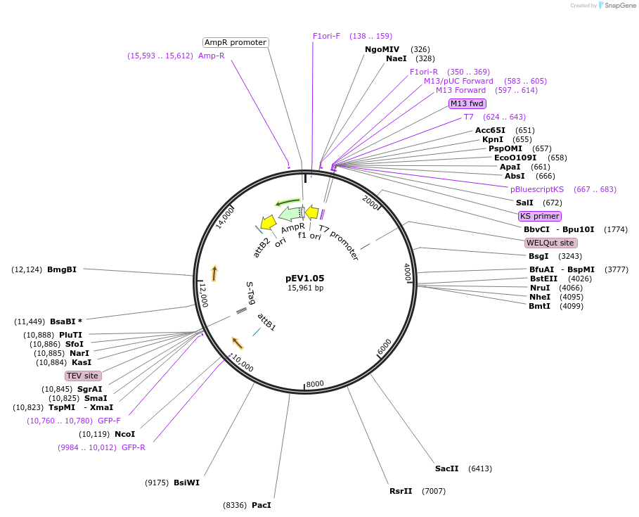 37498-plasmid-map-sequence-id-47284