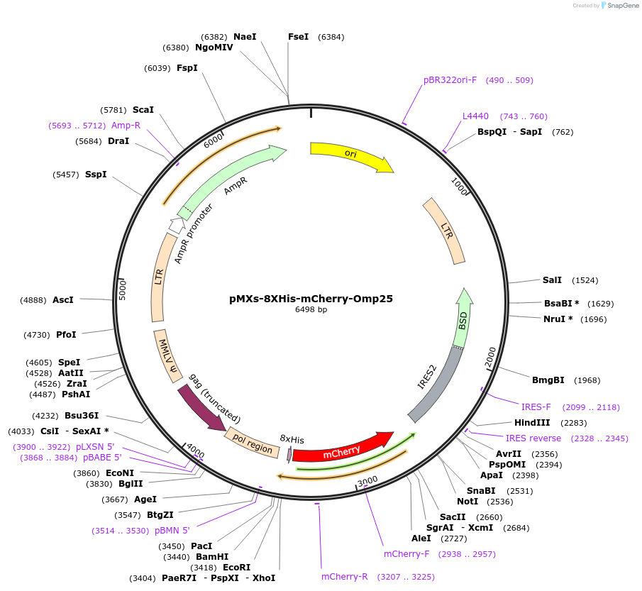 236399-plasmid-map-sequence-id-472857