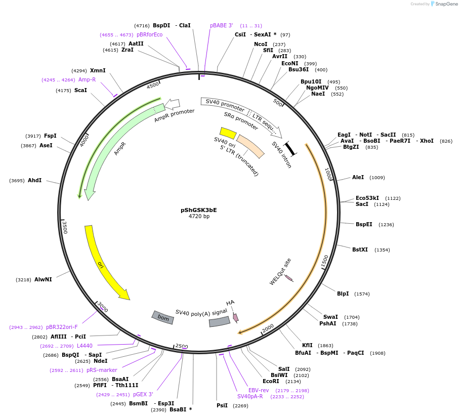 37526-plasmid-map-sequence-id-47286