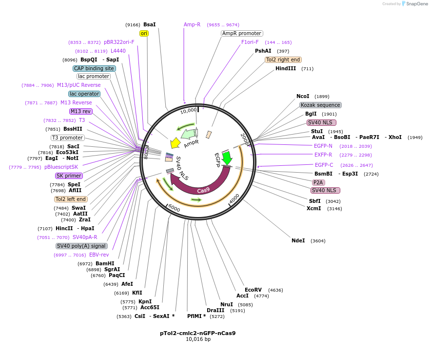 238308-plasmid-map-sequence-id-472875