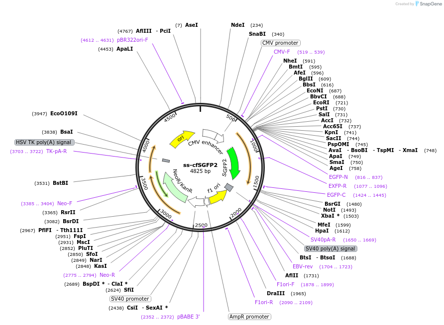 37535-plasmid-map-sequence-id-47288
