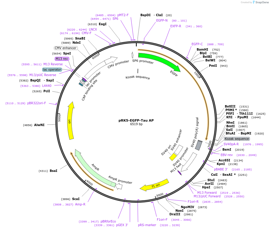 46905-plasmid-map-sequence-id-472885