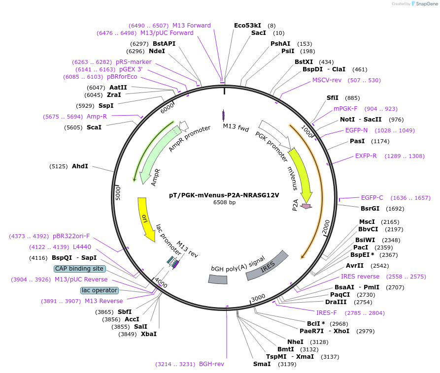 236073-plasmid-map-sequence-id-472890