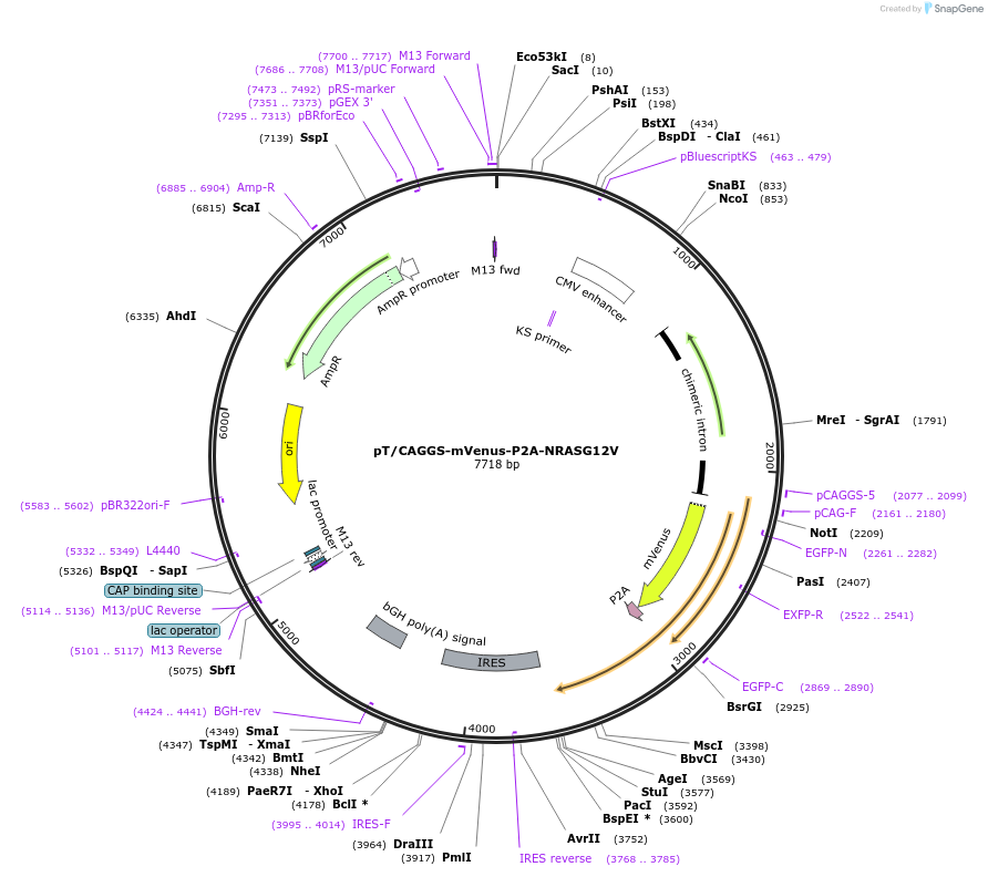 236072-plasmid-map-sequence-id-472895