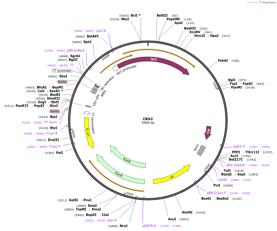 25158-plasmid-map-sequence-id-472908