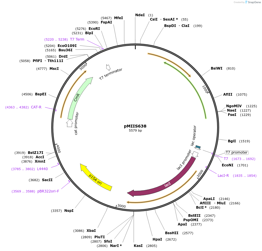 238210-plasmid-map-sequence-id-472909