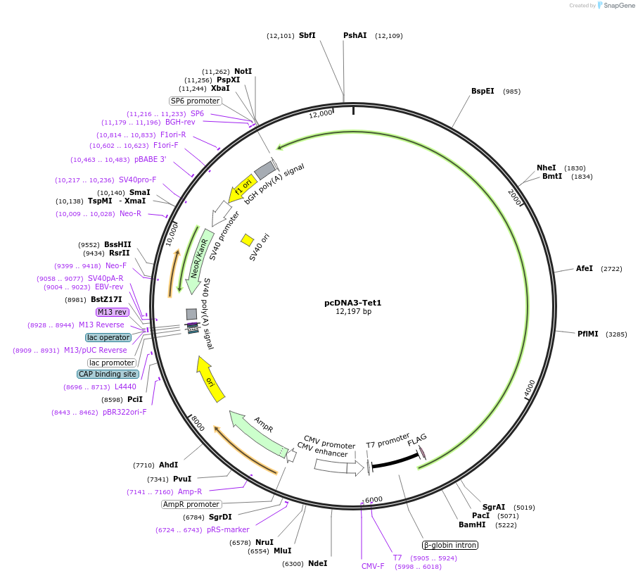 60938-plasmid-map-sequence-id-472910