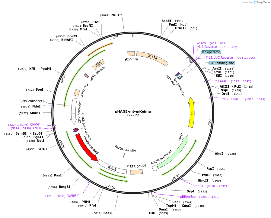 131626-plasmid-map-sequence-id-472911