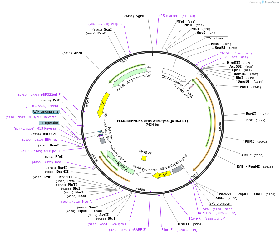 238429-plasmid-map-sequence-id-472912