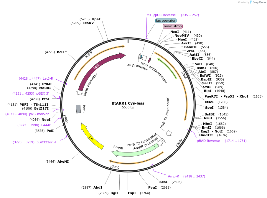 236274-plasmid-map-sequence-id-472927
