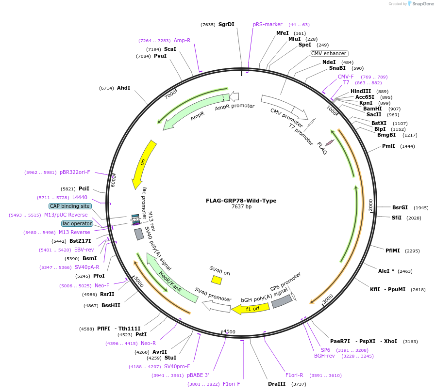235169-plasmid-map-sequence-id-472932