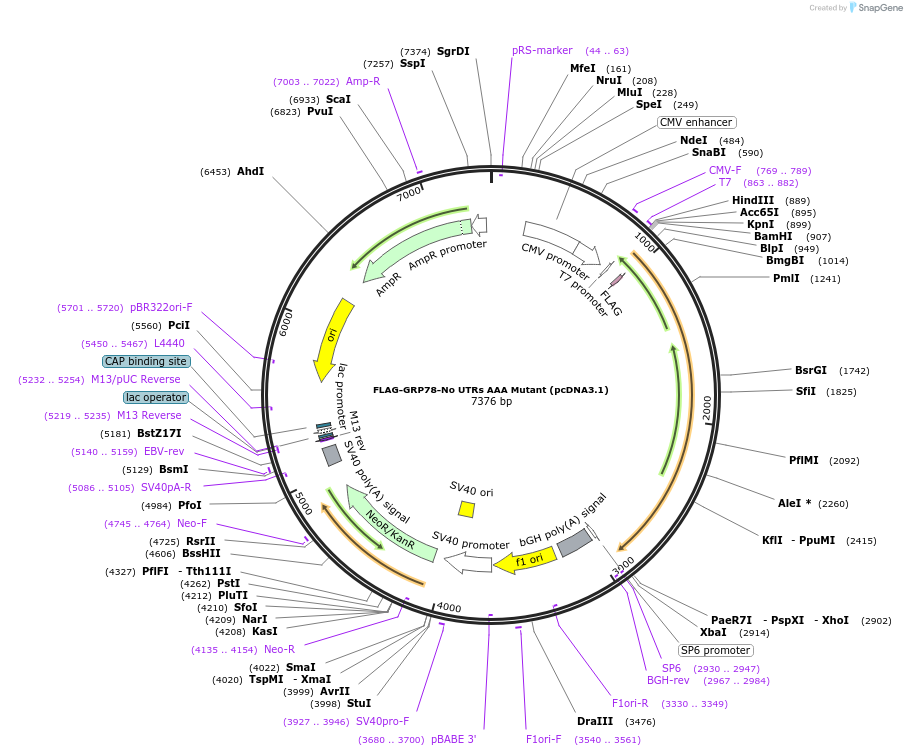 238430-plasmid-map-sequence-id-472940