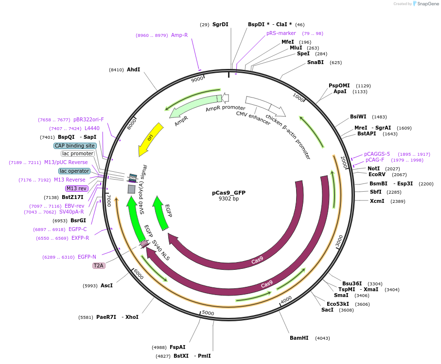 44719-plasmid-map-sequence-id-472945