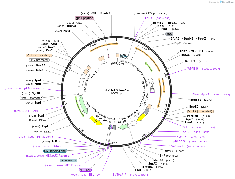234847-plasmid-map-sequence-id-472957