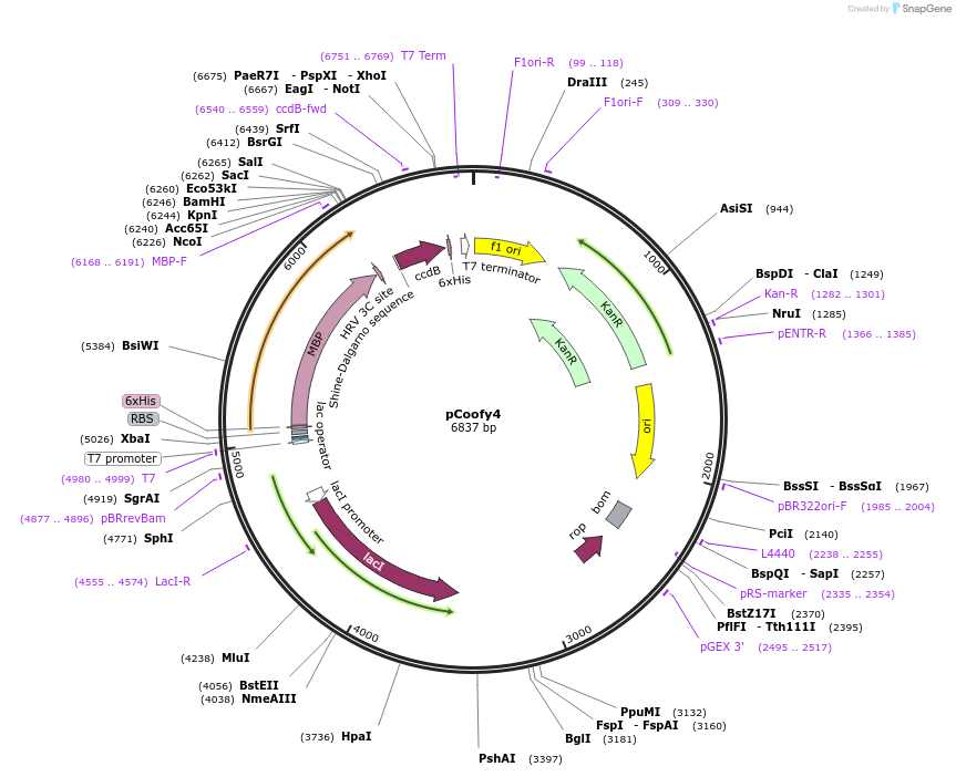 43986-plasmid-map-sequence-id-473012