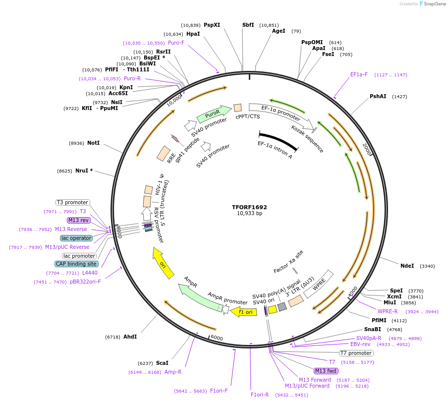 144372-plasmid-map-sequence-id-473045