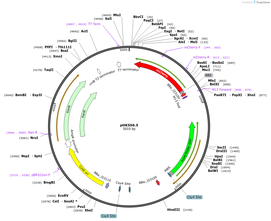 235456-plasmid-map-sequence-id-473103