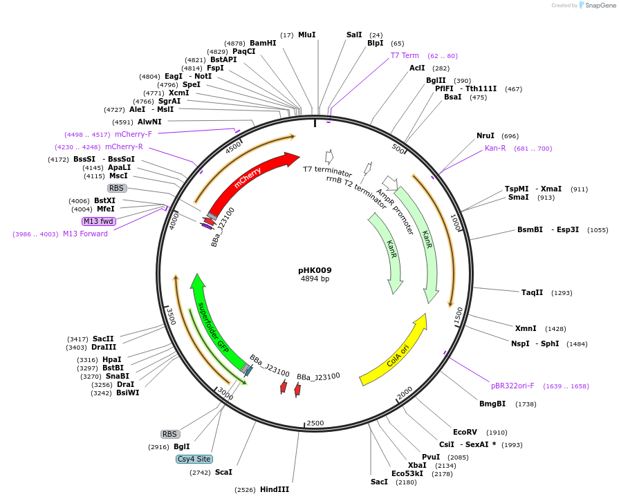 235459-plasmid-map-sequence-id-473112