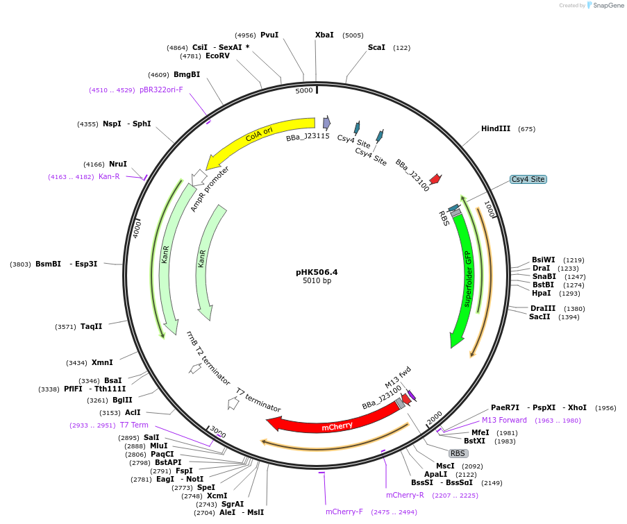 235455-plasmid-map-sequence-id-473114