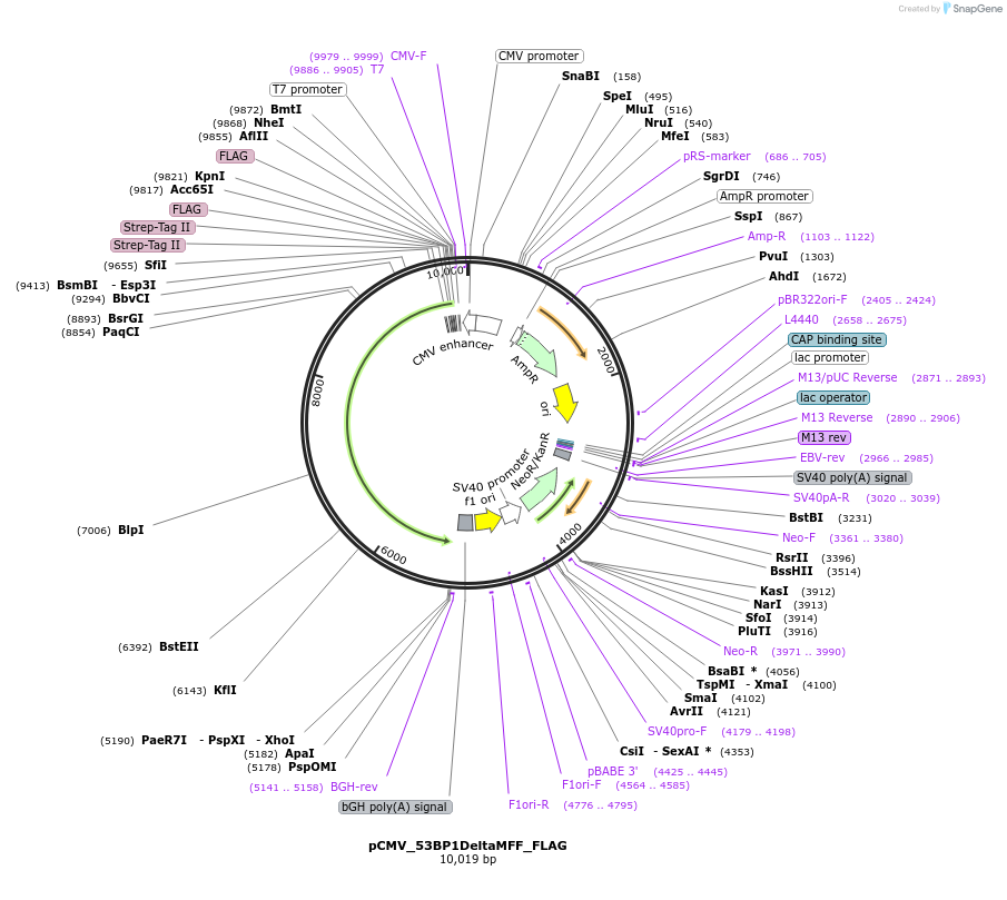 237346-plasmid-map-sequence-id-473115