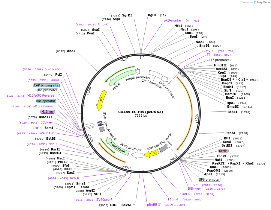 238418-plasmid-map-sequence-id-473134
