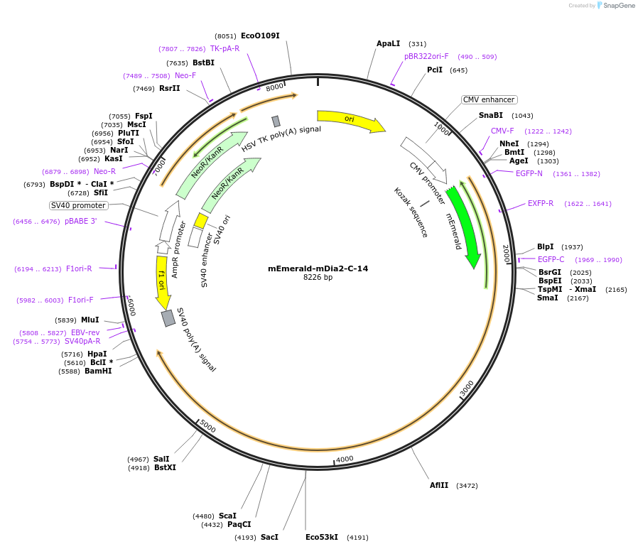 54158-plasmid-map-sequence-id-473139