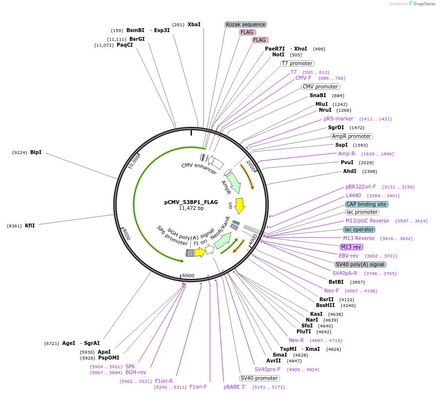 237345-plasmid-map-sequence-id-473142
