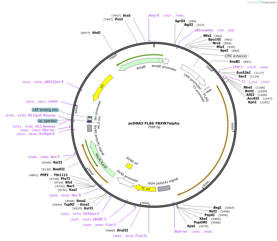 236470-plasmid-map-sequence-id-473146