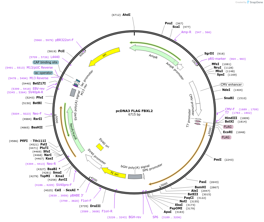 236455-plasmid-map-sequence-id-473154