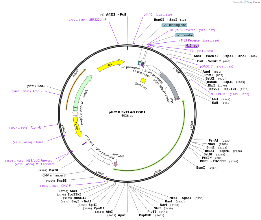 237334-plasmid-map-sequence-id-473157