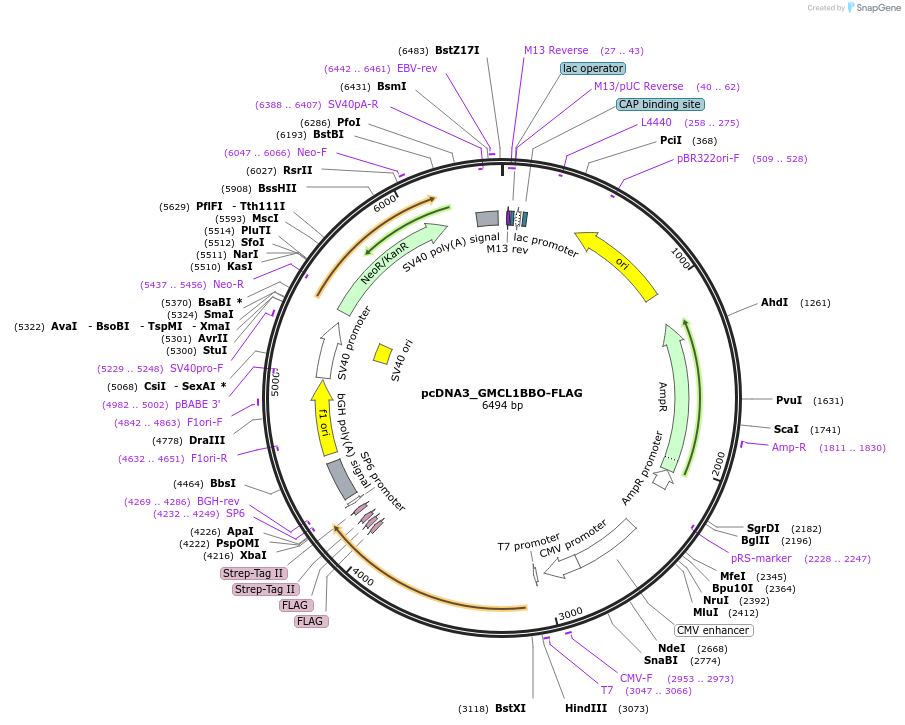 237343-plasmid-map-sequence-id-473174