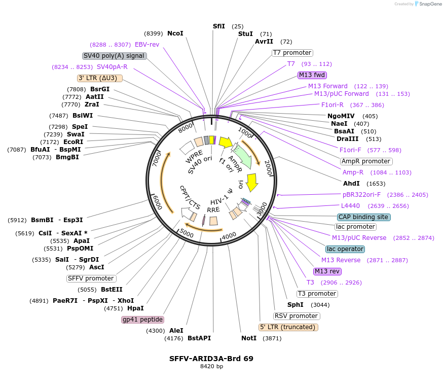 219047-plasmid-map-sequence-id-473194