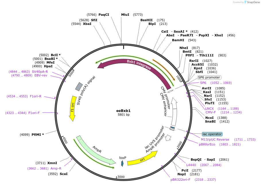 222339-plasmid-map-sequence-id-473210