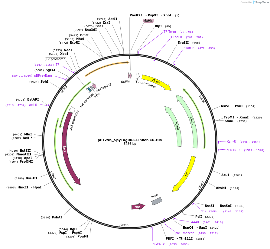 233331-plasmid-map-sequence-id-473211