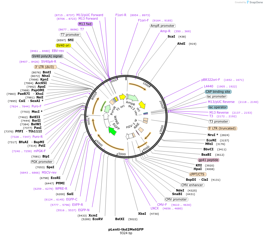 37562-plasmid-map-sequence-id-47324