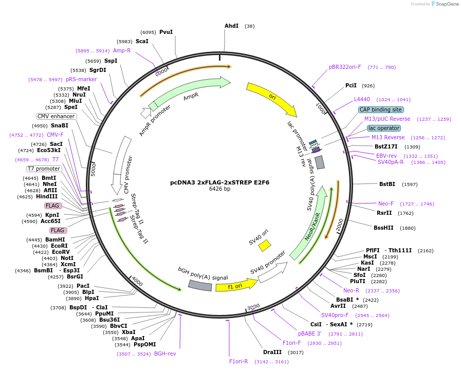 236441-plasmid-map-sequence-id-473274