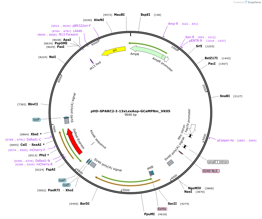 238556-plasmid-map-sequence-id-473283